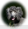 A photo of Sunridge Mya Something Borrowed Something Blue, a blue standard poodle