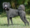 A photo of Sunridge Mya Something Borrowed Something Blue, a blue standard poodle