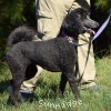 A photo of Sunridge Mya Something Borrowed Something Blue, a blue standard poodle