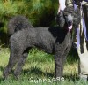 A photo of Sunridge Mya Something Borrowed Something Blue, a blue standard poodle