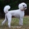 A photo of Rayna, a white standard poodle