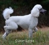 A photo of Rayna, a white standard poodle