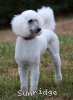 A photo of Rayna, a white standard poodle