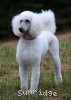 A photo of Rayna, a white standard poodle