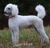 A photo of Rayna, a white standard poodle