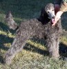 A photo of Goose, a silver standard poodle puppy