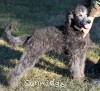 A photo of Goose, a silver standard poodle puppy