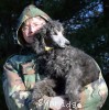 A photo of Goose, a silver standard poodle puppy