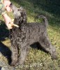 A photo of Goose, a silver standard poodle puppy