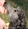 A photo of Goose, a silver standard poodle puppy