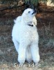 A photo of Rufus, a white standard poodle puppy