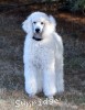 A photo of Rufus, a white standard poodle puppy