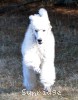 A photo of Rufus, a white standard poodle puppy