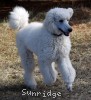 A photo of Rufus, a white standard poodle puppy