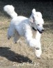 A photo of Rufus, a white standard poodle puppy