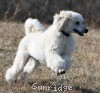 A photo of Rufus, a white standard poodle puppy