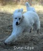 A photo of Rufus, a white standard poodle puppy