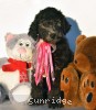 A photo of Panna, a silver standard poodle puppy