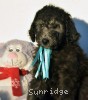 A photo of Rafael, a silver standard poodle puppy