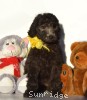 A photo of Yasmin, a silver standard poodle puppy