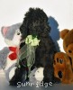 A photo of Sunridge Midnight Blue Warrior, a blue standard poodle puppy