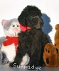 A photo of Reeta, a silver standard poodle puppy