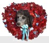 A photo of Rafael, a silver standard poodle puppy