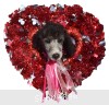 A photo of Panna, a silver standard poodle puppy