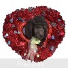 A photo of Sunridge Midnight Blue Warrior, a blue standard poodle puppy