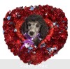 A photo of Pernell, a silver standard poodle puppy