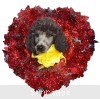 A photo of Yasmin, a silver standard poodle puppy