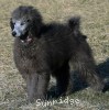 A photo of Philomena, a silver standard poodle puppy