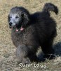 A photo of Philomena, a silver standard poodle puppy