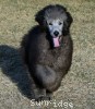 A photo of Philomena, a silver standard poodle puppy