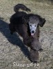 A photo of Philomena, a silver standard poodle puppy