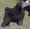 A photo of Philomena, a silver standard poodle puppy