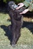 A photo of Philomena, a silver standard poodle puppy