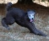 A photo of Philomena, a silver standard poodle puppy