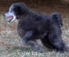 A photo of Philomena, a silver standard poodle puppy