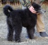 A photo of Barrington, a silver standard poodle puppy