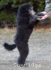 A photo of Barrington, a silver standard poodle puppy