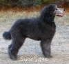 A photo of Barrington, a silver standard poodle puppy