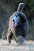 A photo of Barrington, a silver standard poodle puppy