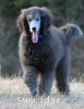 A photo of Barrington, a silver standard poodle puppy