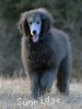 A photo of Barrington, a silver standard poodle puppy