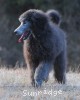 A photo of Barrington, a silver standard poodle puppy