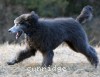 A photo of Barrington, a silver standard poodle puppy