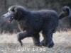 A photo of Barrington, a silver standard poodle puppy