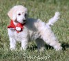 A photo of Rayna, a white standard poodle