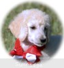 A photo of Rayna, a white standard poodle